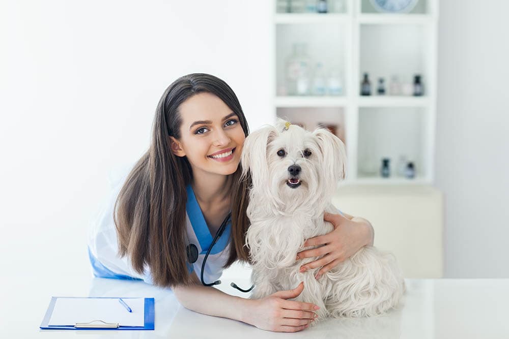 Choosing the Right Animal Hospital in Suffolk County